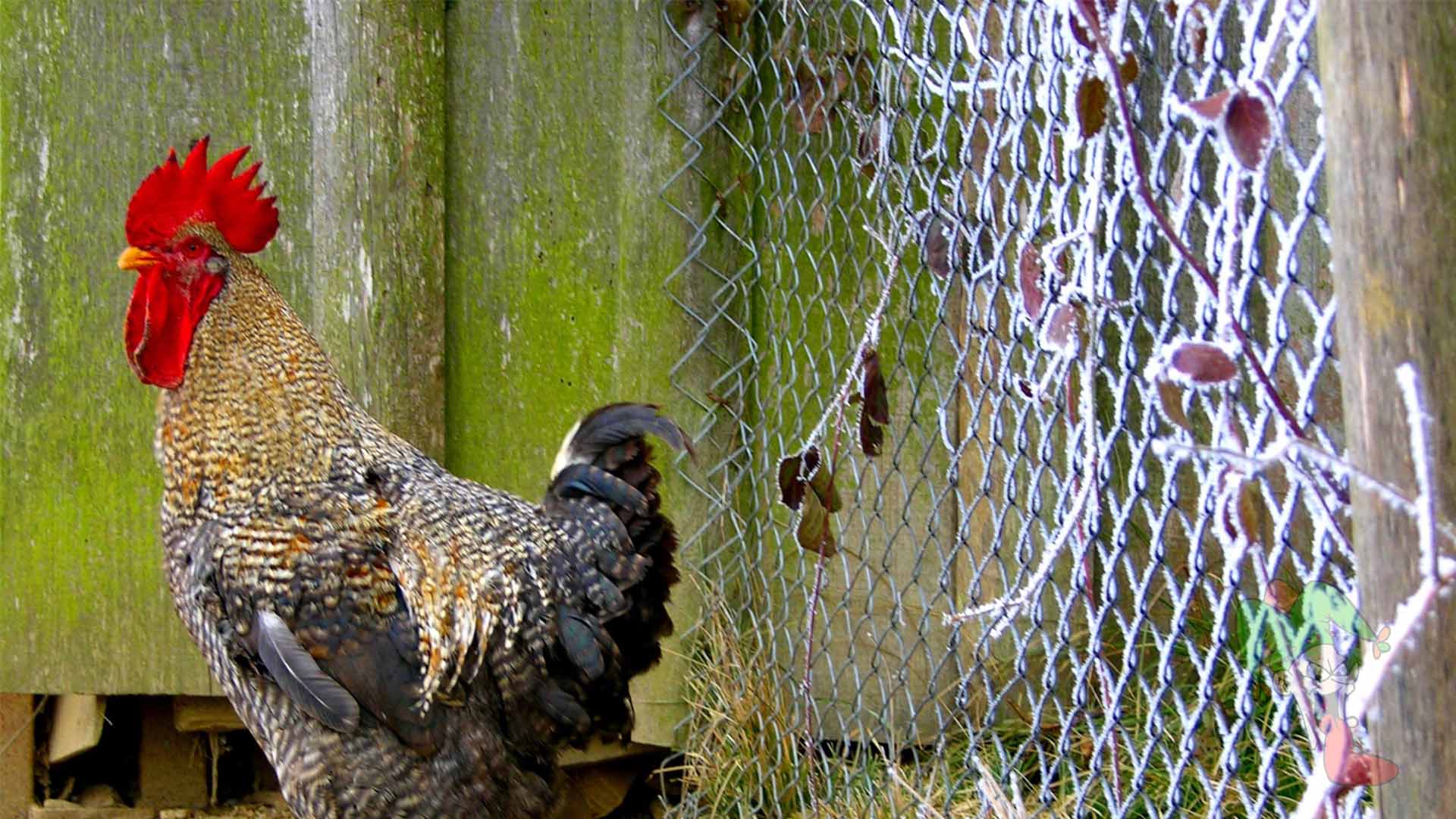 My Neighbor Has a Rooster