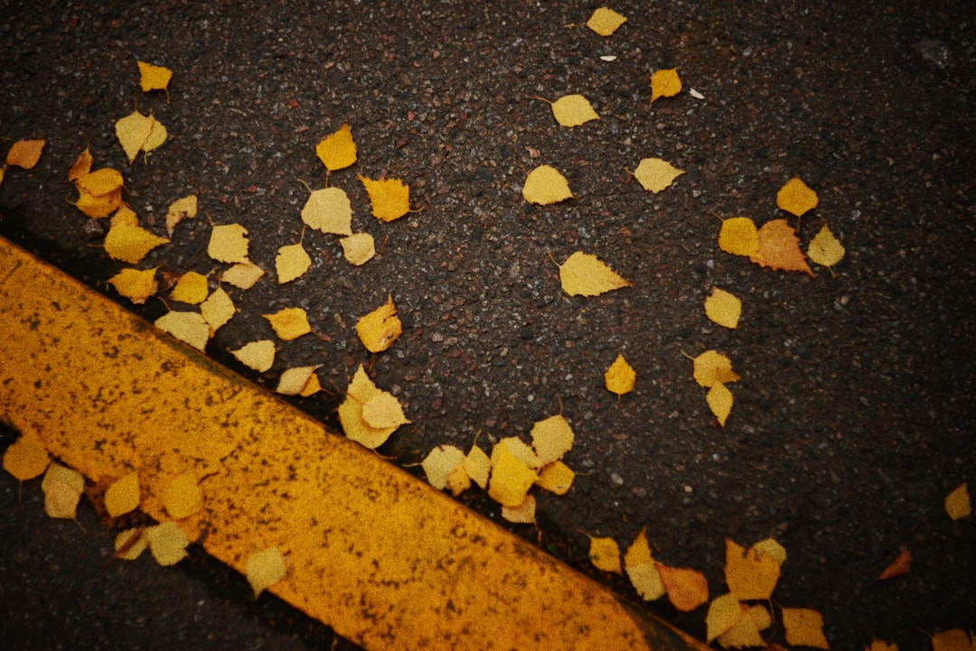 Yellow autumn leaves scattered on asphalt with yellow line.